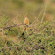 Red-Faced Mousebird