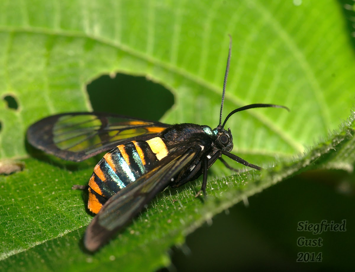 Gymnelia Wasp Moth