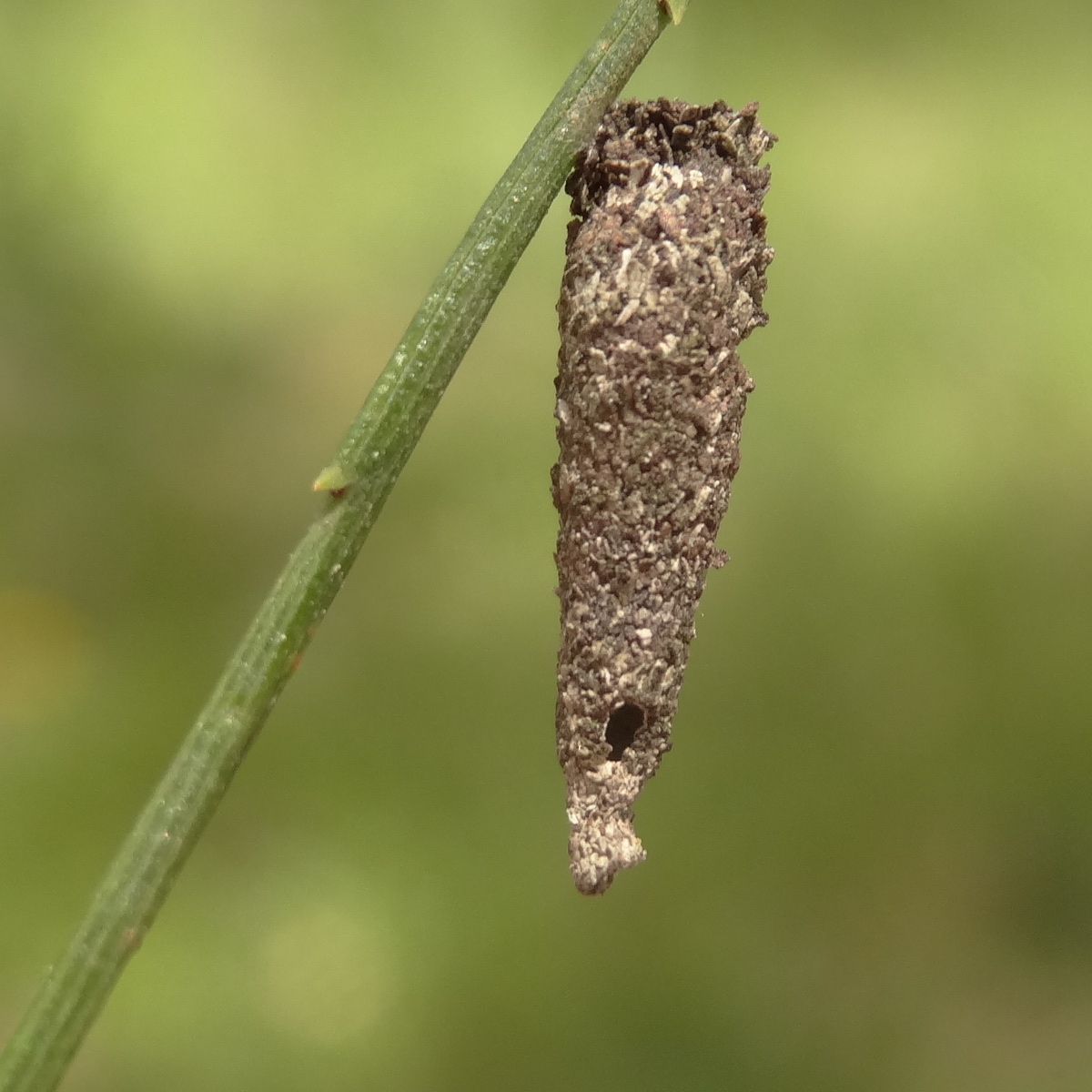 Casemoth or caddis larva?