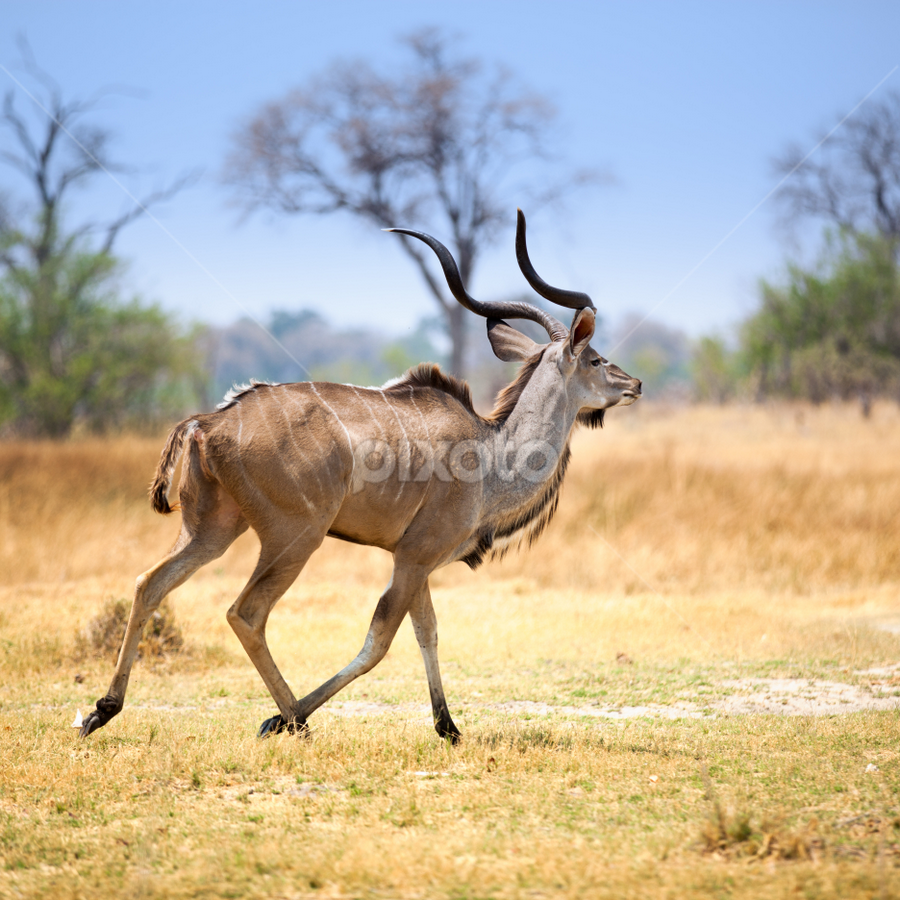 Kudo running away in Chobe National Park by Marjorie Speiser - Animals Other Mammals