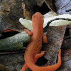 Red spotted newt