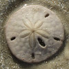 Sand Dollar