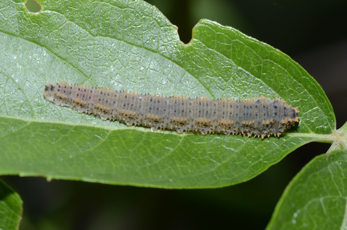 UN-KNOWN -  Sawfly Larva.