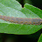 UN-KNOWN -  Sawfly Larva.