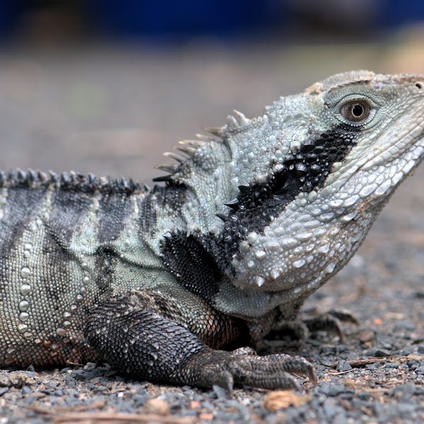 Reptiles and Amphibians of Woodstock Project Noah