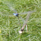 Familiar Bluet Damselfly (ovipositing)