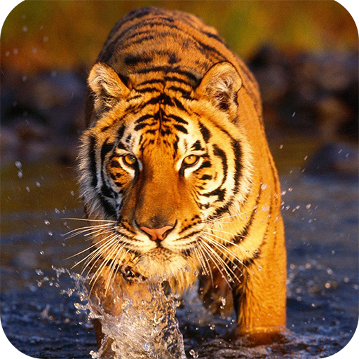 App Insights: Tiger Wallpaper | Apptopia