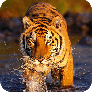 Tiger Wallpaper - Android Apps on Google Play