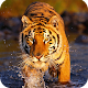 Tiger Wallpaper APK