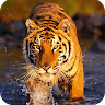 Tiger Wallpaper Application icon