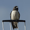 White Breasted Wood Swallow