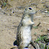Thirteen-lined Ground Squirrel