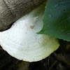Thick-maze oak polypore