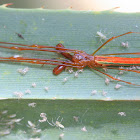 Long jawed spiderlings