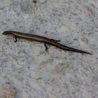 Little Brown Skink (Scincella lateralis)