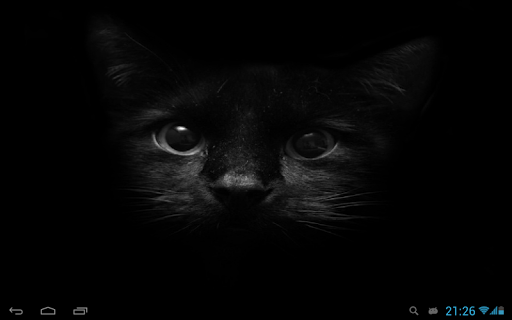 免費下載個人化APP|Black cats Live Wallpaper app開箱文|APP開箱王