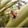 Alpaida Spider.