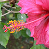 Chinese hibiscus