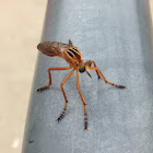 Robber Fly