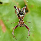Arrow-shaped Micrathena Spider
