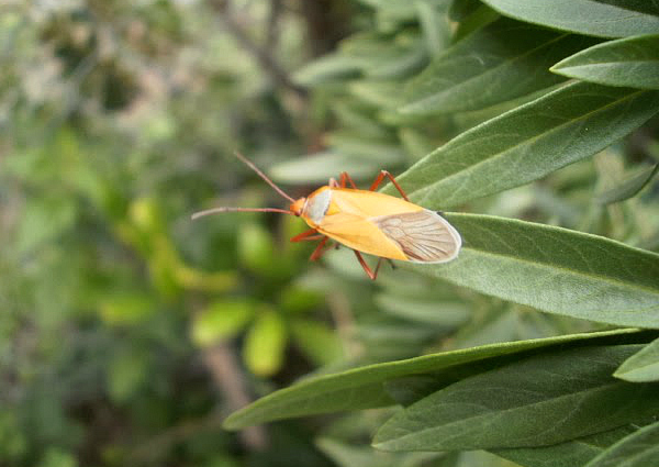 Pyrrhocorid Bug
