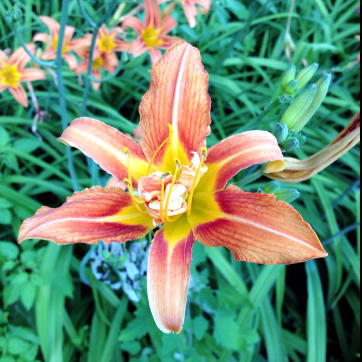 Daylily (orange) Project Noah