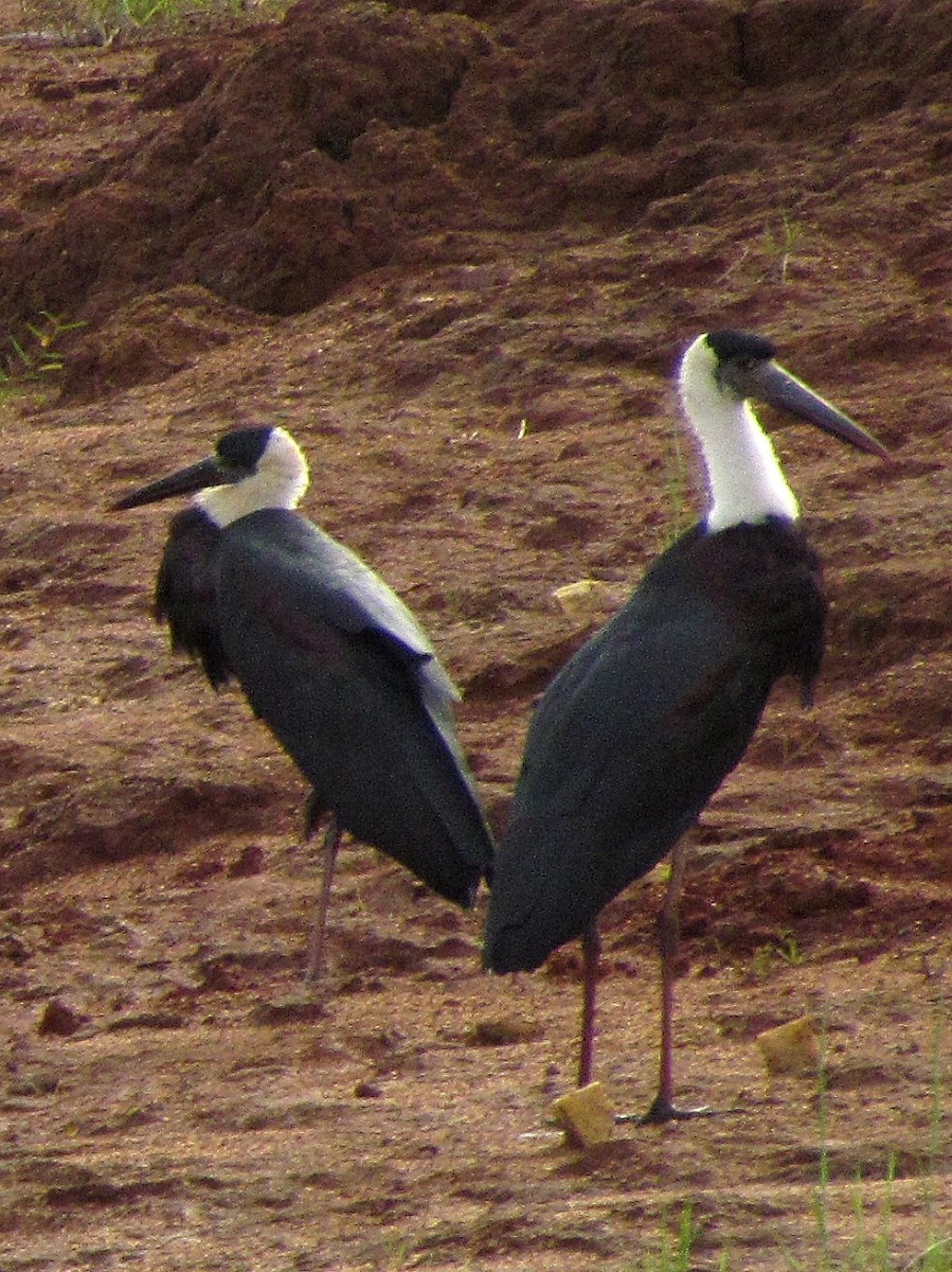 Woolly-necked stork