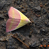 Banner Moth