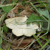 Confused eusarca moth (male)