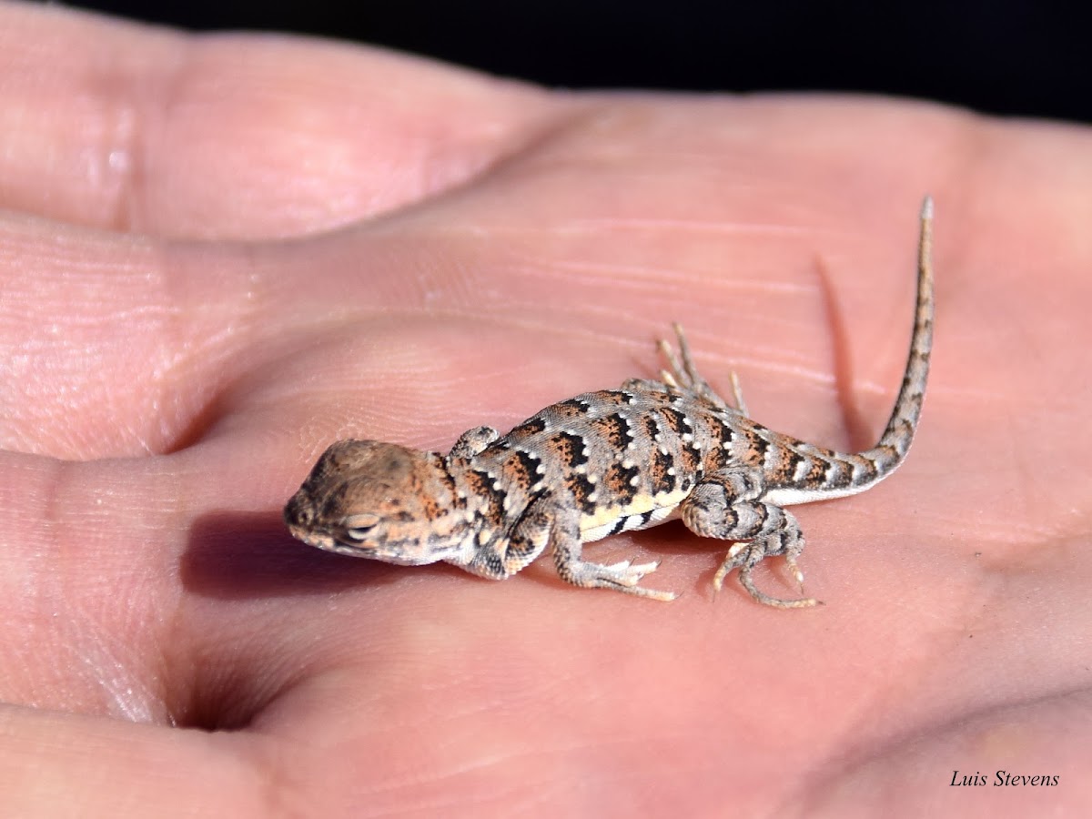 Lesser Earless Lizard, juvenile