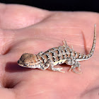 Lesser Earless Lizard, juvenile