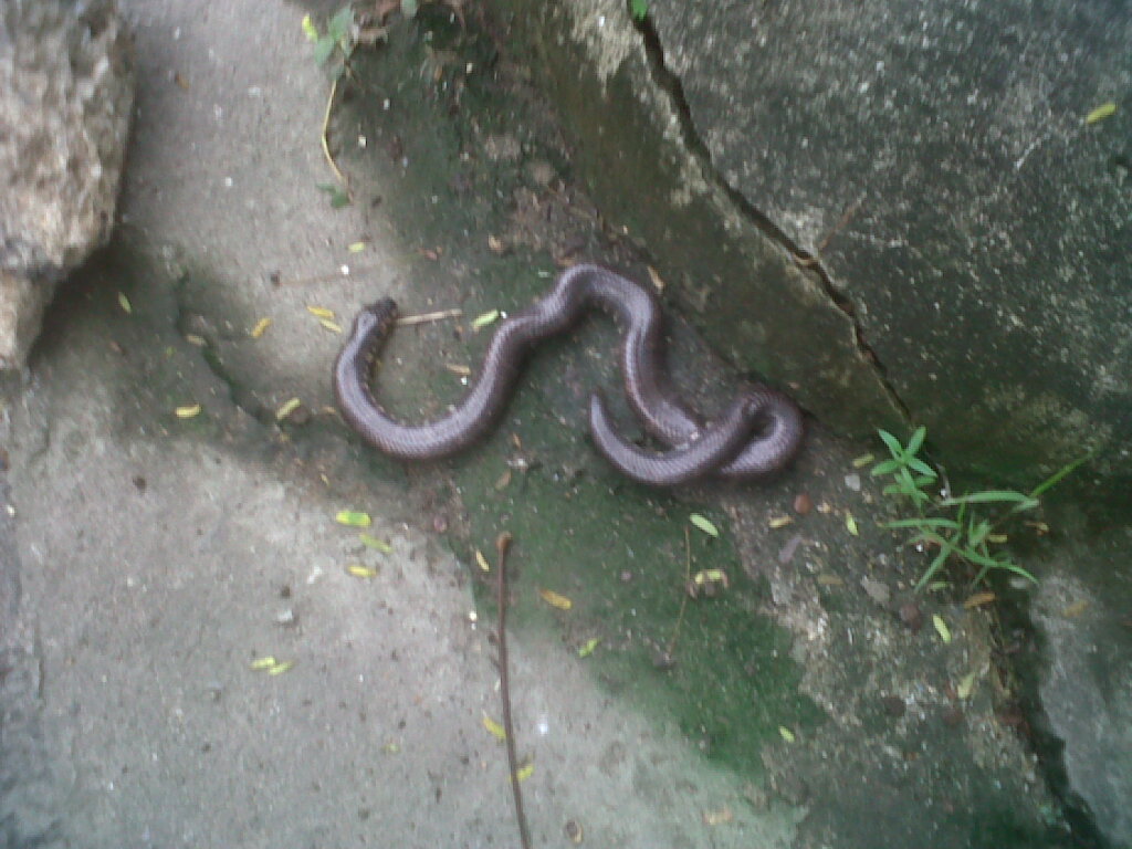 Red-tailed pipe snake