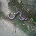 Red-tailed pipe snake