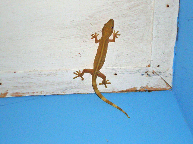 lined gecko