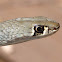 Yellow-Faced Whip Snake