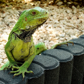 The Visitor by LoRe Pics ARG - Animals Reptiles