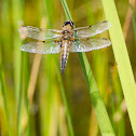 four spotted chaser