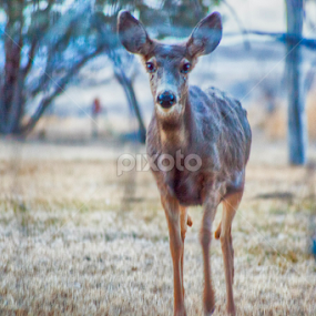 Oh, Deer by Candy (Ellison) Downs - Animals Other Mammals
