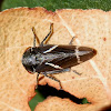 Two-lined Gum Leafhopper
