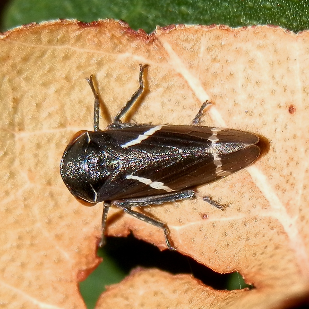 Two-lined Gum Leafhopper