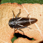 Two-lined Gum Leafhopper