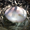 Pink Mushroom