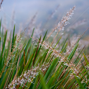 Water drops on grasses  by Ushan Wickramaratne - Nature Up Close Leaves & Grasses