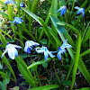 Morris Squill or Pallid Squill