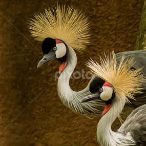 Grey Crowned Cranes  by Bill Tiepelman - Animals Other