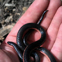 Western worm snake