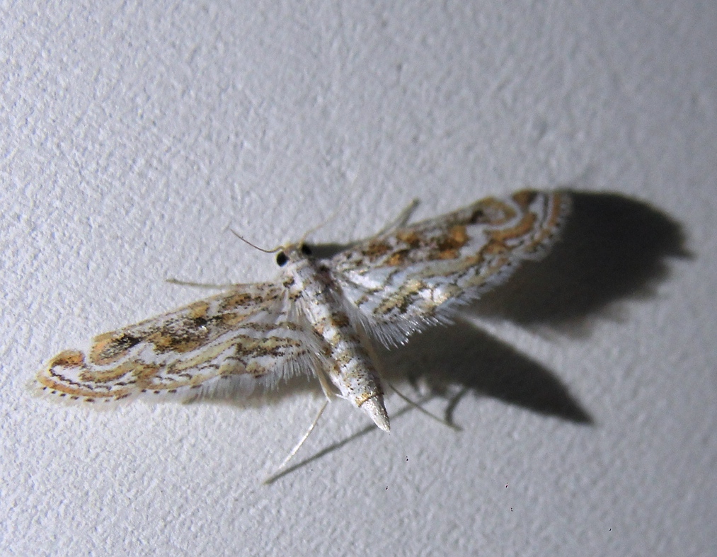Asian Hydrilla Moth