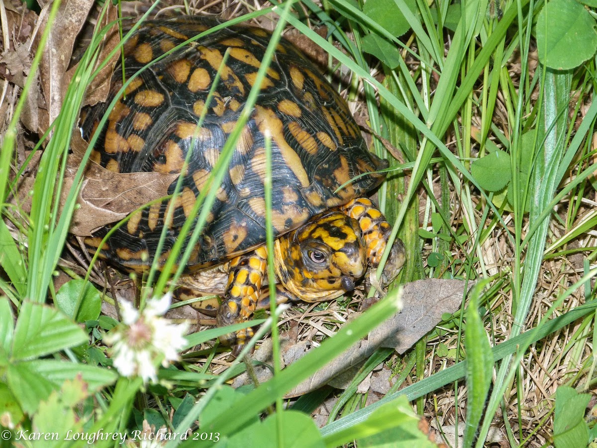 Eastern box turtle (male)