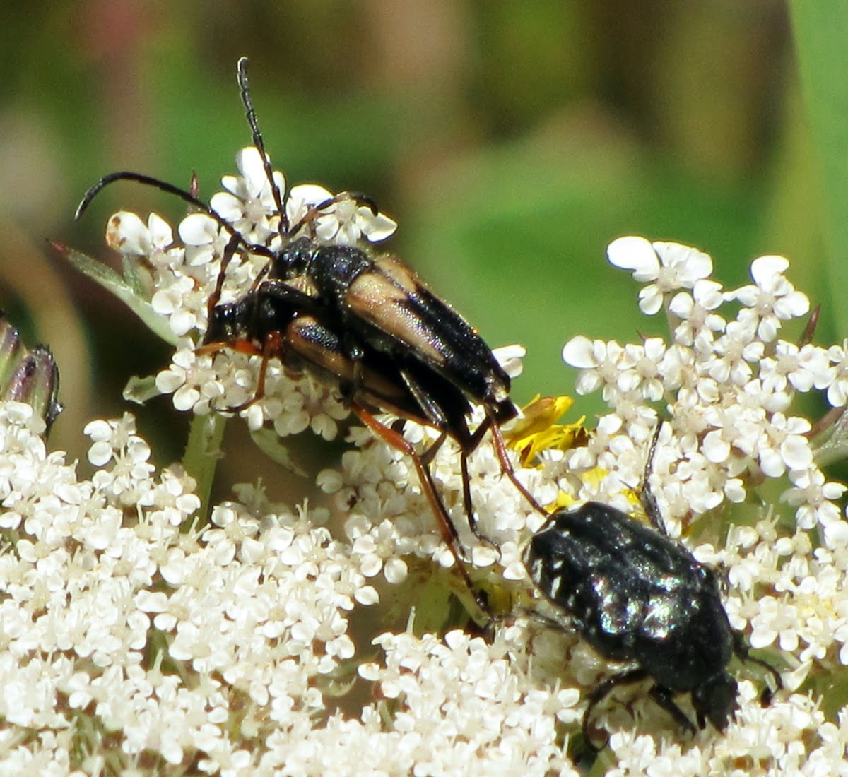 Beetles mating