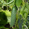 Cucumber